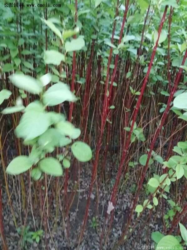 紅瑞木產(chǎn)地 紅瑞木產(chǎn)地