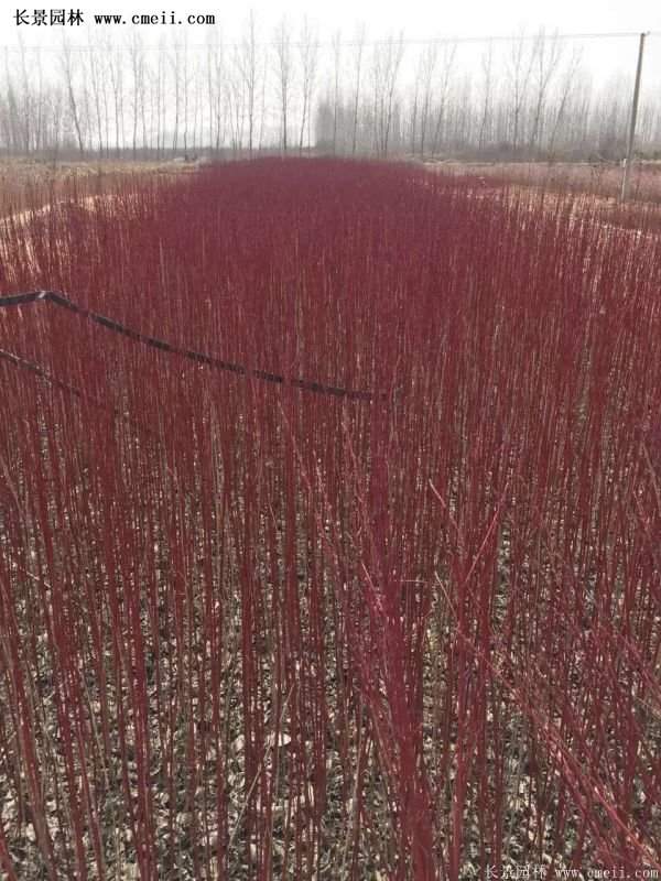 紅瑞木產(chǎn)地 紅瑞木產(chǎn)地