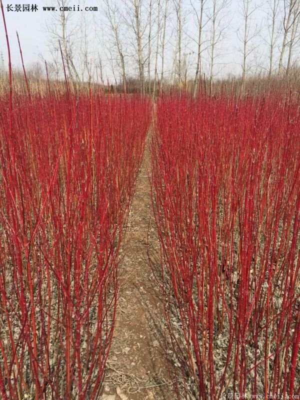 紅瑞木金牌的供應商