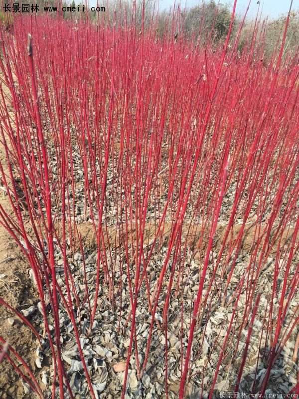 沭陽紅瑞木價格