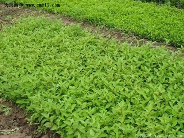 紅瑞木基地照 紅瑞木基地照