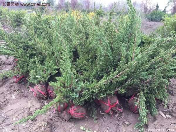 沭陽地柏苗 沭陽地柏苗