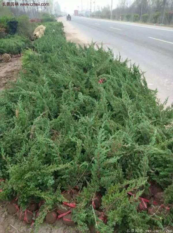 沭陽地柏的規格