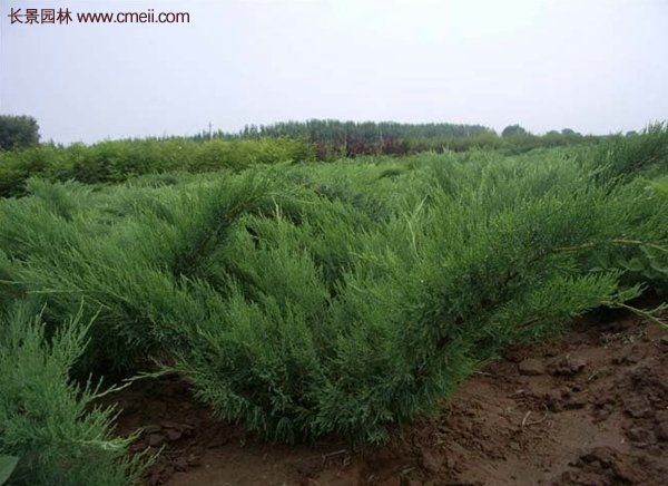 沭陽沙地柏基地