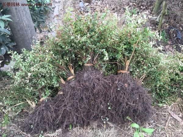 沭陽火棘苗 沭陽火棘苗