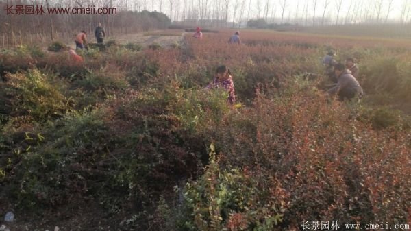 沭陽(yáng)火棘球