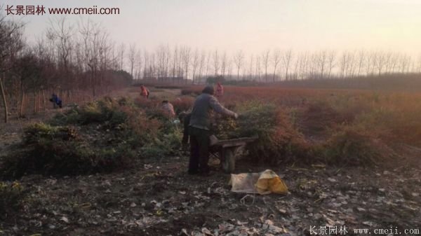 沭陽(yáng)火棘球