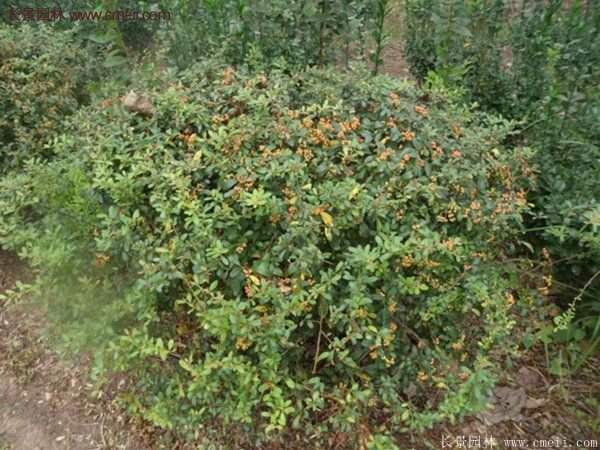 沭陽火棘基地 沭陽火棘基地