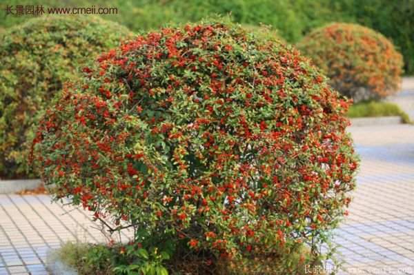 沭陽火棘苗、火棘球 沭陽火棘苗、火棘球