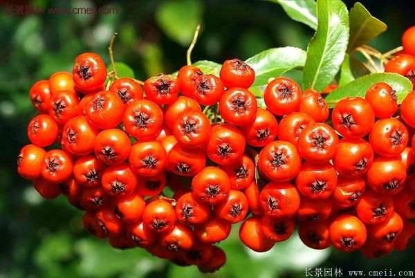 沭陽火棘球 沭陽火棘球