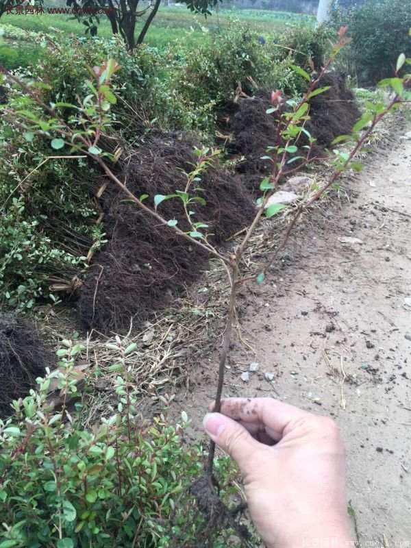 沭陽火棘球 沭陽火棘球