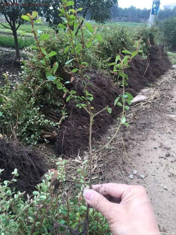 沭陽火棘球 沭陽火棘球