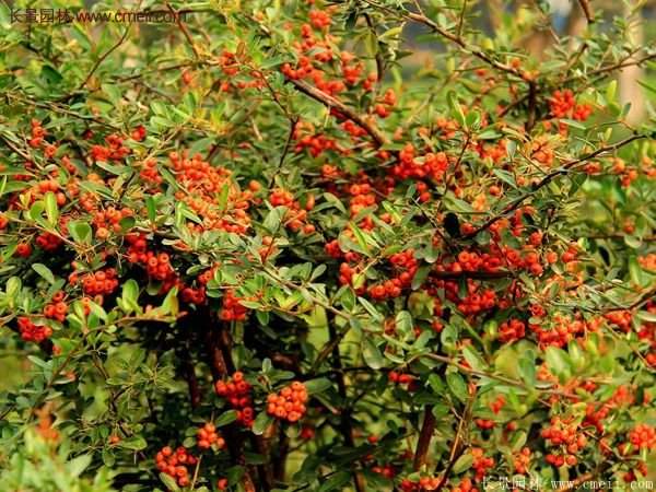 沭陽火棘苗 沭陽火棘苗