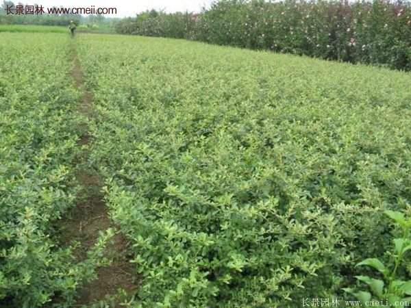 沭陽火棘專賣 沭陽火棘專賣