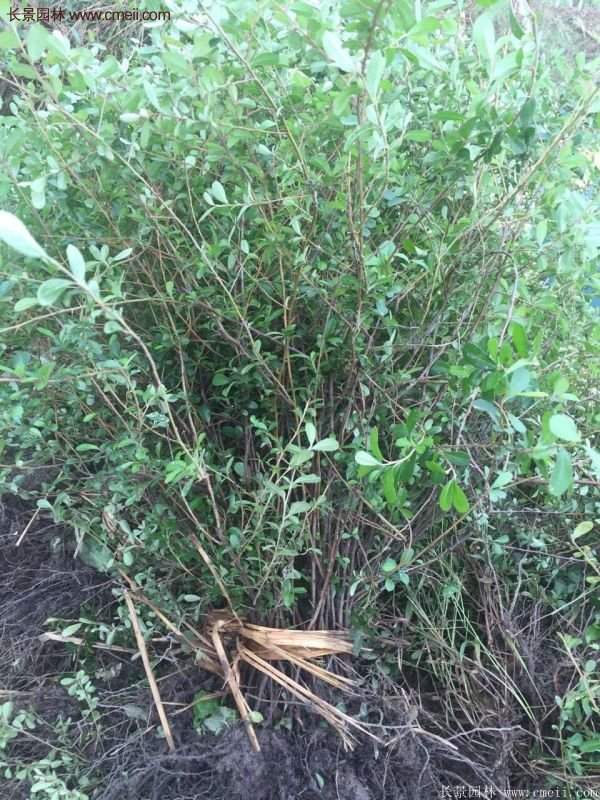 火棘苗 火棘苗