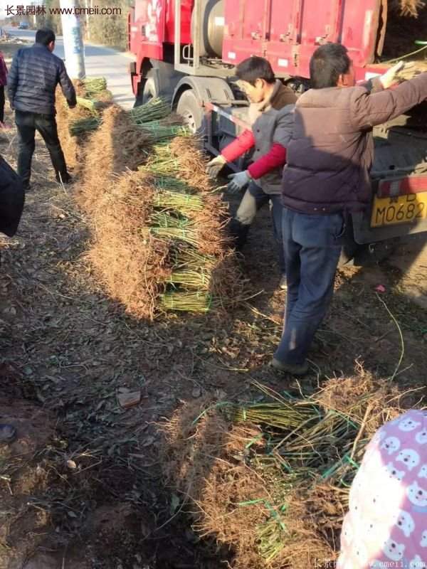 沭陽連翹苗供應