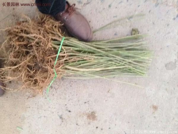 沭陽連翹苗供應