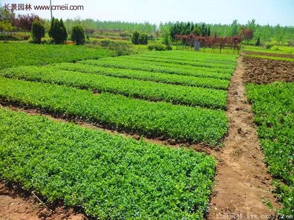 沭陽連翹價(jià)格