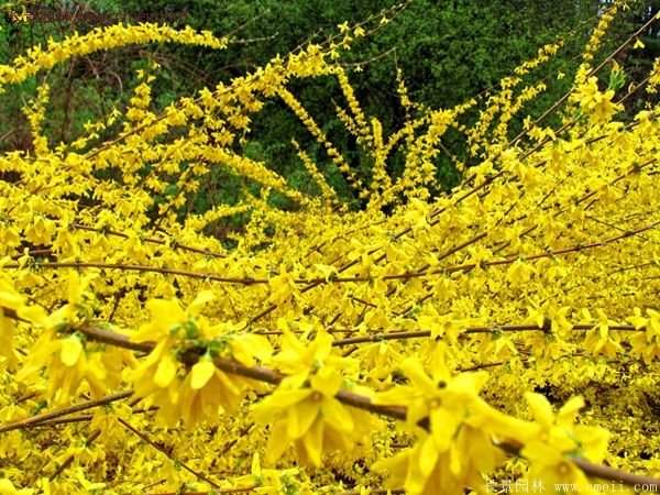 沭陽的連翹市場(chǎng)