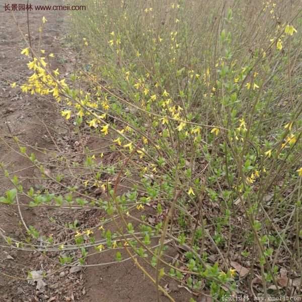 沭陽的連翹市場(chǎng)