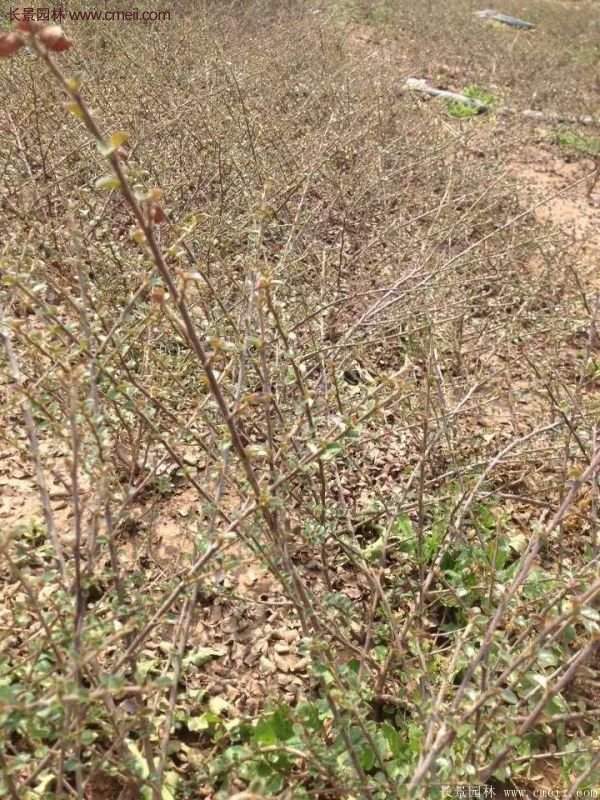 沭陽的連翹市場(chǎng)