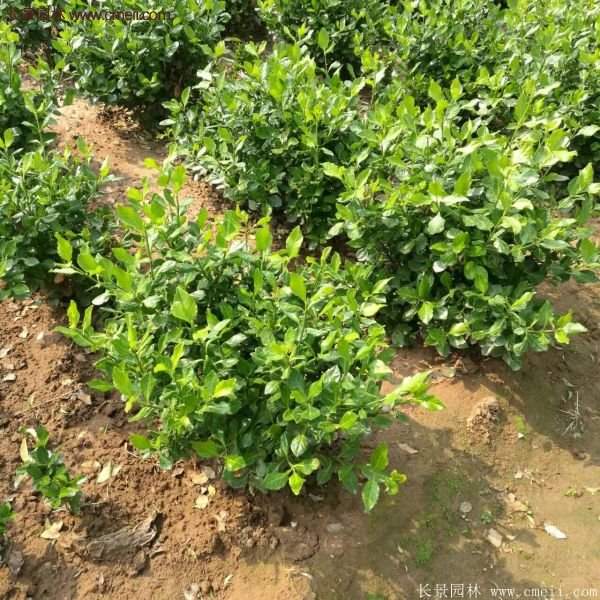 衛矛產地 衛矛產地