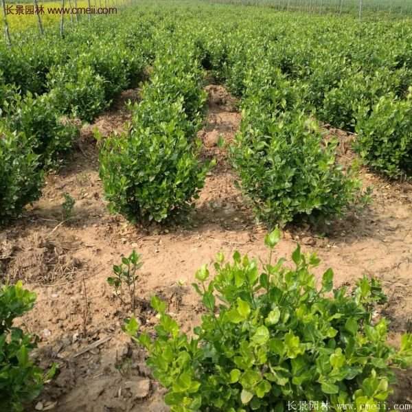 衛矛產地 衛矛產地