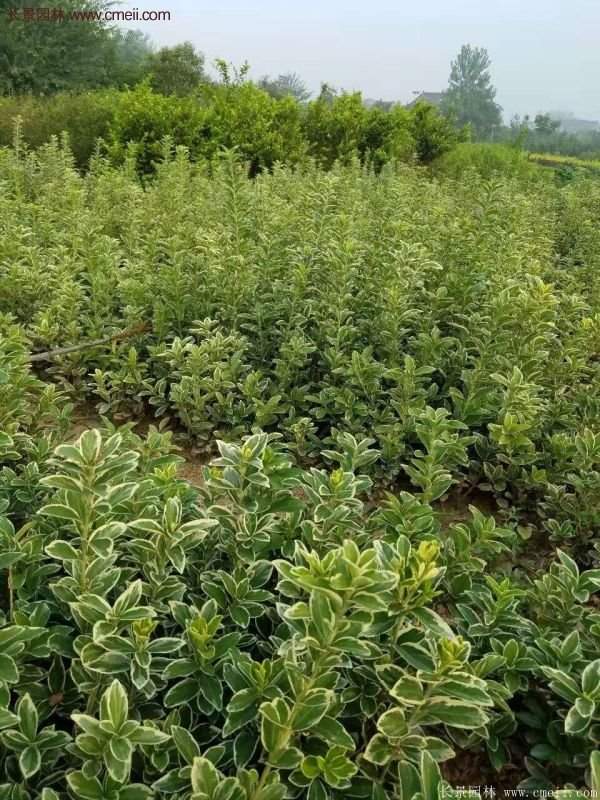 沭陽金邊黃楊 沭陽金邊黃楊