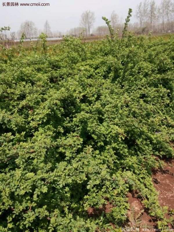 便宜的多花薔薇去哪買？