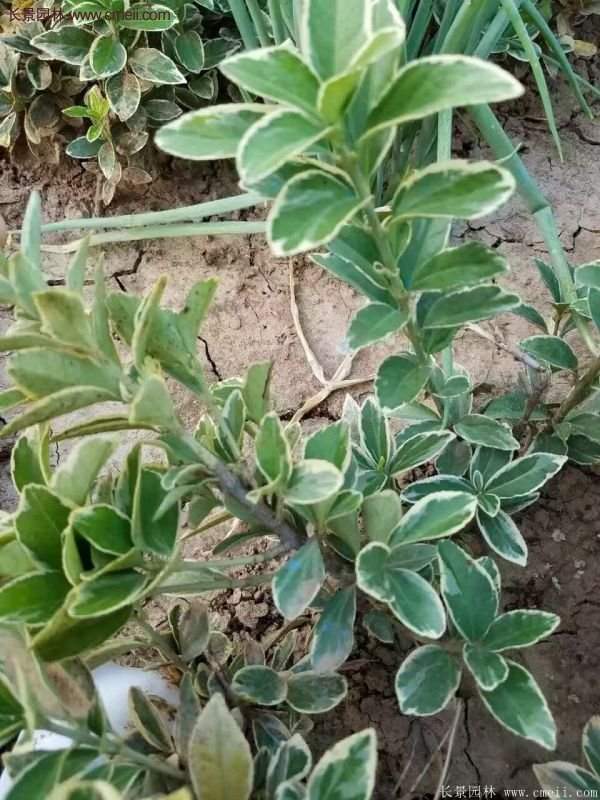 沭陽35-50公分的金邊黃楊 沭陽35-50公分的金邊黃楊