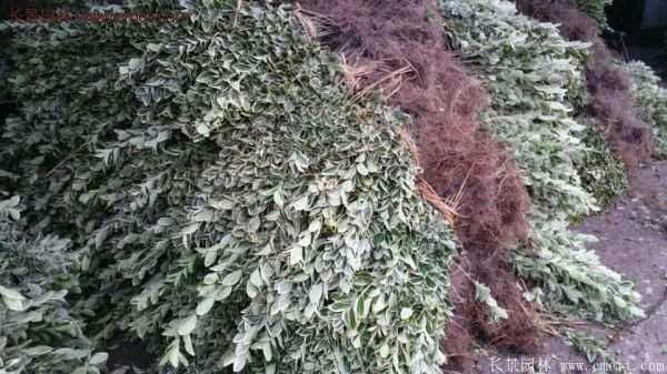 沭陽35-50公分的金邊黃楊 沭陽35-50公分的金邊黃楊