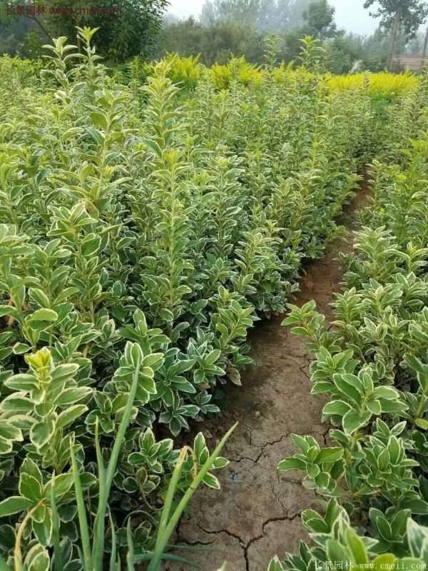 金邊黃楊的產地 金邊黃楊的產地