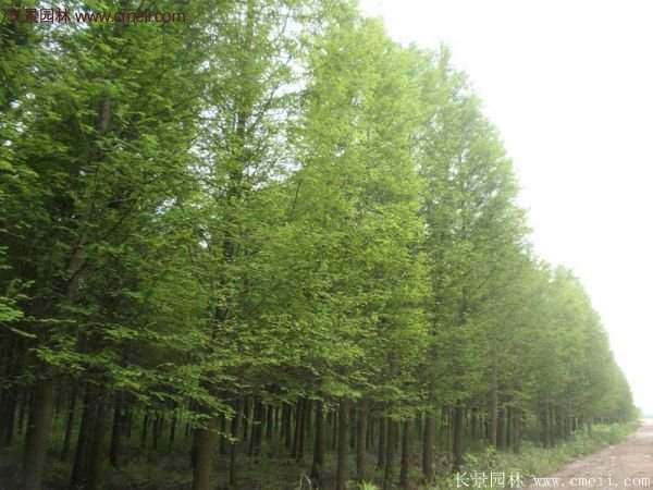 水杉樹(shù)種植技術(shù)