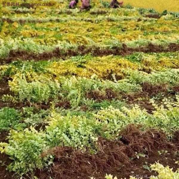 沭陽金葉女貞基地 沭陽金葉女貞基地