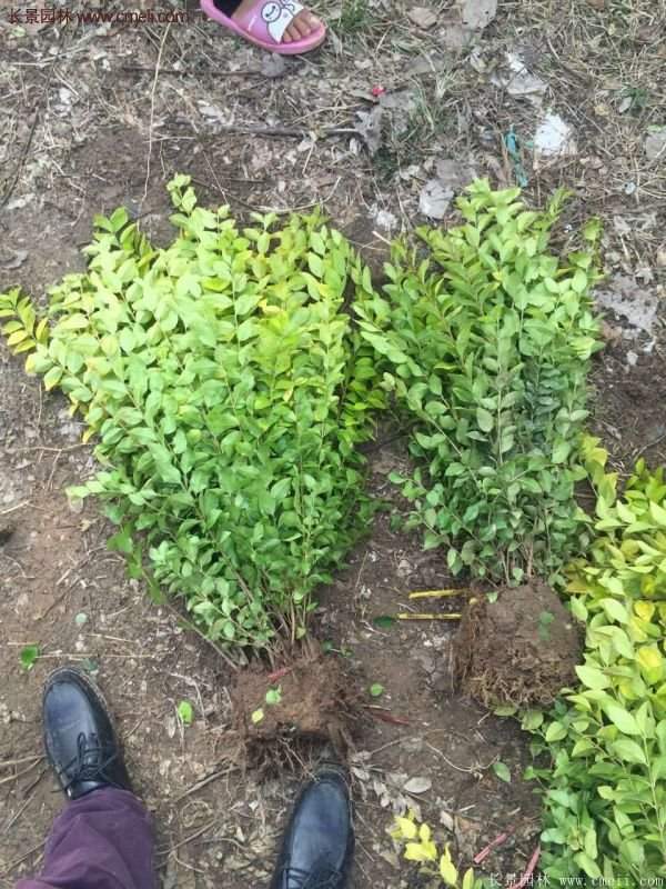 金葉女貞供應基地 金葉女貞供應基地