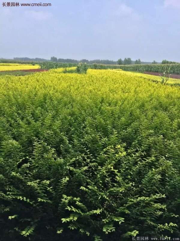 金葉女貞供應基地 金葉女貞供應基地
