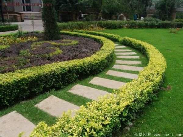 金葉女貞種植方法 金葉女貞種植方法