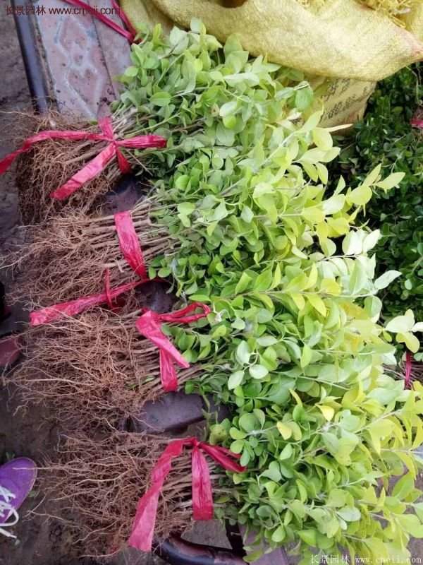 金葉女貞種植方法 金葉女貞種植方法