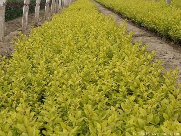 沭陽金葉女貞價格 沭陽金葉女貞價格