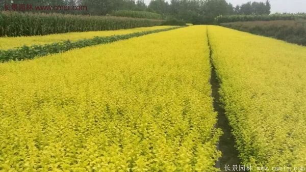 金葉女貞市場行情 金葉女貞市場行情