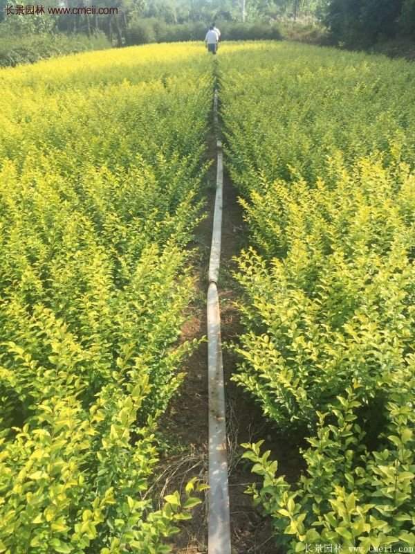 金葉女貞市場行情 金葉女貞市場行情