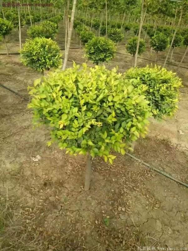 金葉女貞基地 金葉女貞基地
