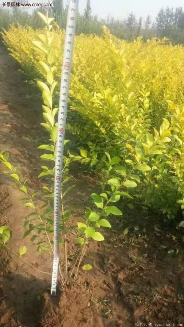 金葉女貞基地 金葉女貞基地