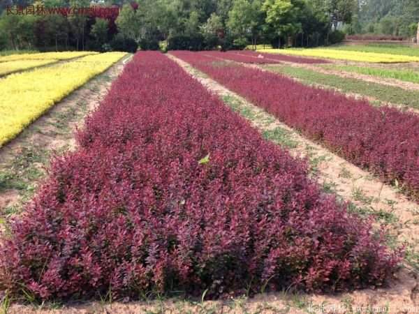 沭陽紅葉小檗基地照片 沭陽紅葉小檗基地照片