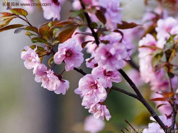 紫葉李批發基地，