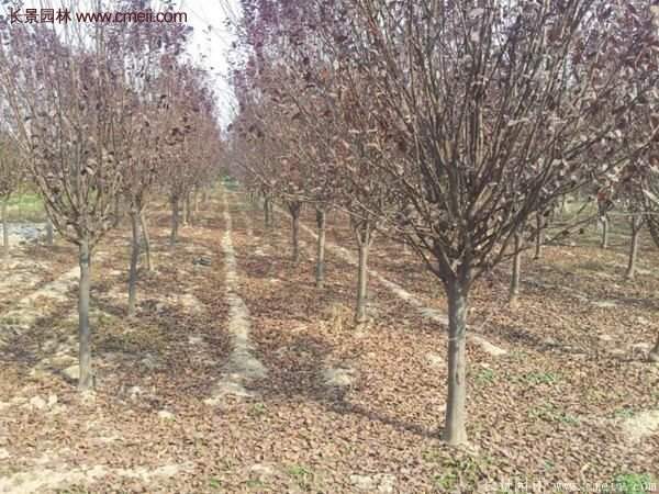 紫葉李批發基地，