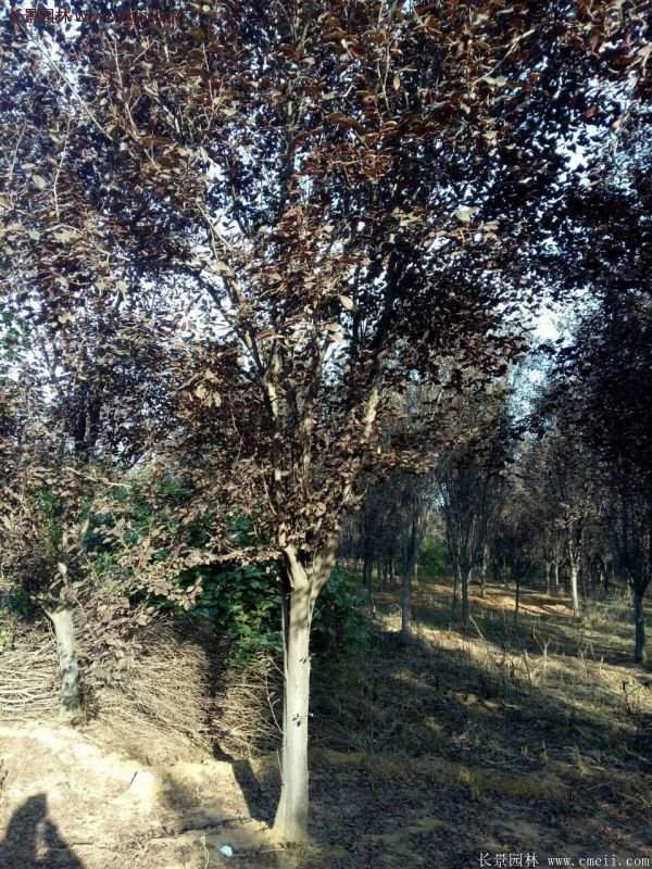 紫葉李批發基地，