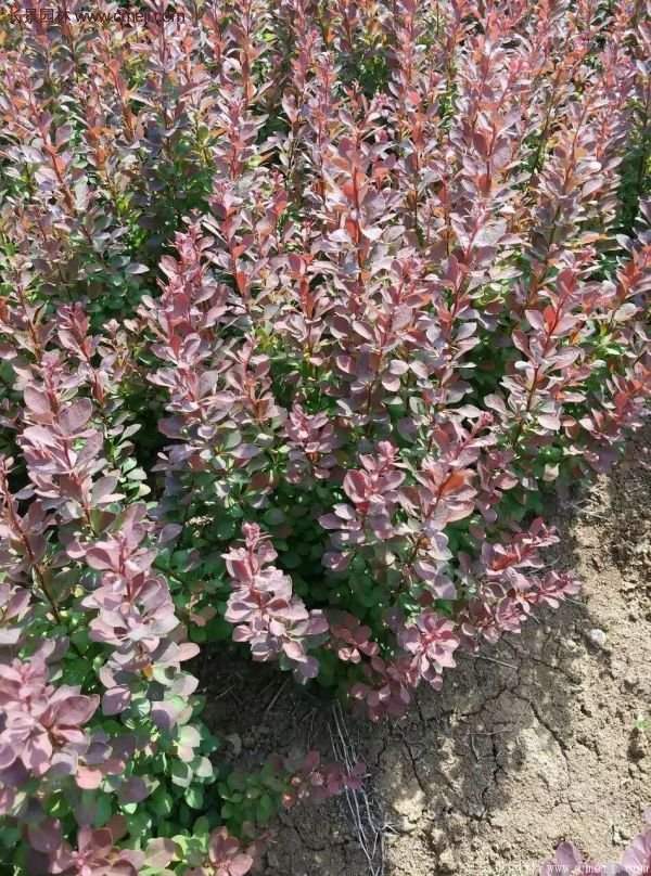 沭陽紅葉小檗基地 沭陽紅葉小檗基地