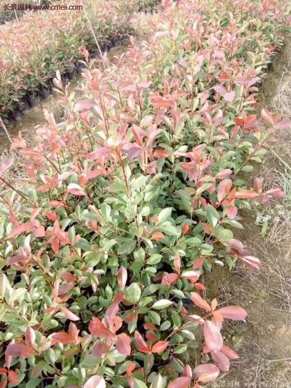 沭陽(yáng)紅葉石楠基地 沭陽(yáng)紅葉石楠基地