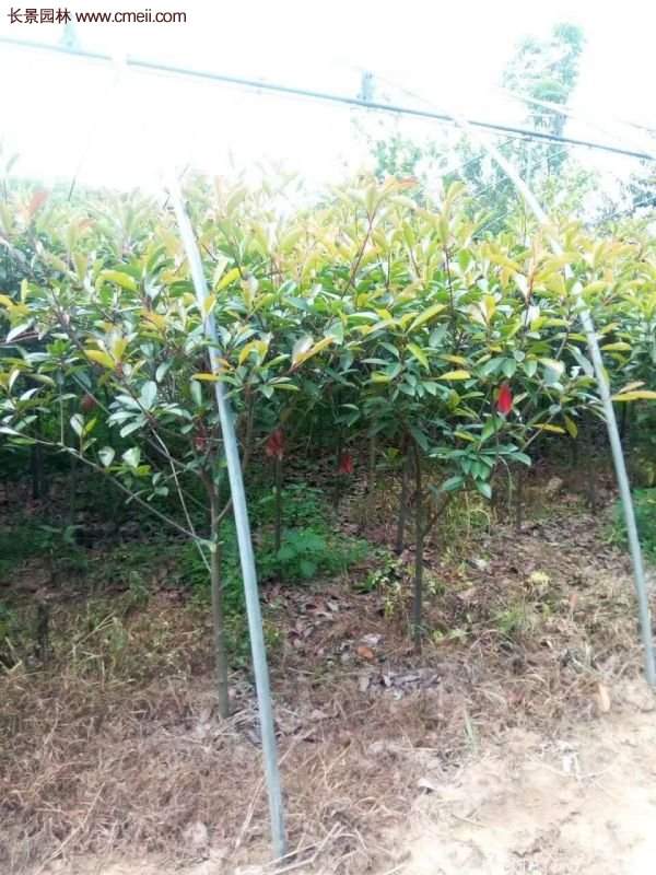 沭陽(yáng)紅葉石楠基地 沭陽(yáng)紅葉石楠基地